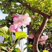 ヒメ日記 2025/03/30 16:12 投稿 ひまわり 熟女デリヘル倶楽部