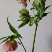 ヒメ日記 2025/04/03 22:56 投稿 ひまわり 熟女デリヘル倶楽部