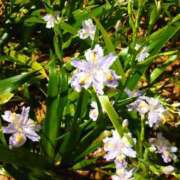 ヒメ日記 2025/04/07 12:38 投稿 ひまわり 熟女デリヘル倶楽部