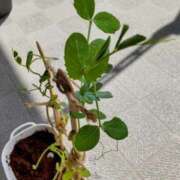 ヒメ日記 2025/04/08 10:43 投稿 ひまわり 熟女デリヘル倶楽部