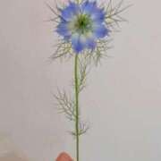 ヒメ日記 2025/04/09 21:49 投稿 ひまわり 熟女デリヘル倶楽部