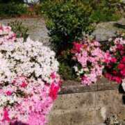 ヒメ日記 2025/04/12 15:51 投稿 ひまわり 熟女デリヘル倶楽部