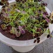 ヒメ日記 2025/04/14 16:13 投稿 ひまわり 熟女デリヘル倶楽部