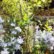 ヒメ日記 2025/04/17 13:01 投稿 ひまわり 熟女デリヘル倶楽部