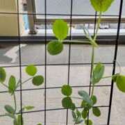 ヒメ日記 2025/04/18 11:46 投稿 ひまわり 熟女デリヘル倶楽部