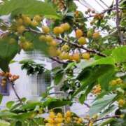 ヒメ日記 2025/04/26 15:11 投稿 ひまわり 熟女デリヘル倶楽部