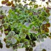 ヒメ日記 2025/04/30 12:30 投稿 ひまわり 熟女デリヘル倶楽部