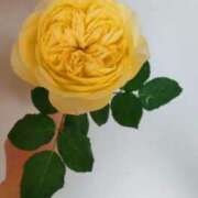 ヒメ日記 2025/05/07 10:13 投稿 ひまわり 熟女デリヘル倶楽部