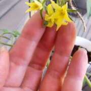 ヒメ日記 2025/05/08 16:17 投稿 ひまわり 熟女デリヘル倶楽部