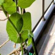 ヒメ日記 2025/05/13 09:37 投稿 ひまわり 熟女デリヘル倶楽部