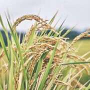 ヒメ日記 2025/05/20 05:56 投稿 ひまわり 熟女デリヘル倶楽部