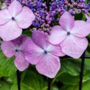 ヒメ日記 2025/06/03 16:35 投稿 ひまわり 熟女デリヘル倶楽部