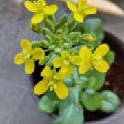 ヒメ日記 2025/06/05 08:50 投稿 ひまわり 熟女デリヘル倶楽部