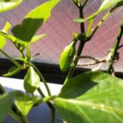 ヒメ日記 2025/06/07 10:21 投稿 ひまわり 熟女デリヘル倶楽部