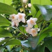 ヒメ日記 2025/06/07 19:44 投稿 ひまわり 熟女デリヘル倶楽部