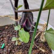 ヒメ日記 2025/06/10 09:34 投稿 ひまわり 熟女デリヘル倶楽部