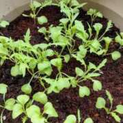 ヒメ日記 2025/06/12 08:17 投稿 ひまわり 熟女デリヘル倶楽部