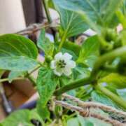 ヒメ日記 2025/06/18 06:59 投稿 ひまわり 熟女デリヘル倶楽部