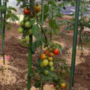 ヒメ日記 2025/06/20 16:33 投稿 ひまわり 熟女デリヘル倶楽部