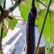 ヒメ日記 2025/07/23 15:34 投稿 ひまわり 熟女デリヘル倶楽部