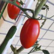 ヒメ日記 2025/08/05 07:23 投稿 ひまわり 熟女デリヘル倶楽部