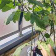 ヒメ日記 2025/08/05 10:13 投稿 ひまわり 熟女デリヘル倶楽部