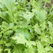 ヒメ日記 2025/08/12 12:42 投稿 ひまわり 熟女デリヘル倶楽部