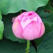 ヒメ日記 2025/08/15 08:15 投稿 ひまわり 熟女デリヘル倶楽部