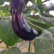 ヒメ日記 2025/08/28 07:05 投稿 ひまわり 熟女デリヘル倶楽部