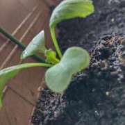 ヒメ日記 2025/08/29 09:54 投稿 ひまわり 熟女デリヘル倶楽部