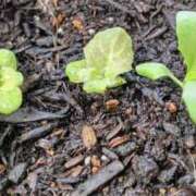 ヒメ日記 2025/08/31 08:48 投稿 ひまわり 熟女デリヘル倶楽部