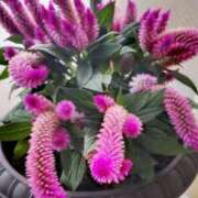 ヒメ日記 2025/09/03 15:12 投稿 ひまわり 熟女デリヘル倶楽部