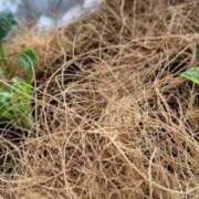 ヒメ日記 2025/09/16 10:01 投稿 ひまわり 熟女デリヘル倶楽部