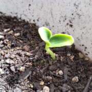 ヒメ日記 2025/09/17 12:48 投稿 ひまわり 熟女デリヘル倶楽部