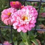 ヒメ日記 2025/09/24 17:00 投稿 ひまわり 熟女デリヘル倶楽部