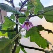 ヒメ日記 2025/09/26 06:43 投稿 ひまわり 熟女デリヘル倶楽部