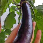 ヒメ日記 2025/10/02 06:59 投稿 ひまわり 熟女デリヘル倶楽部