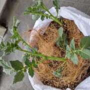 ヒメ日記 2025/10/07 11:31 投稿 ひまわり 熟女デリヘル倶楽部