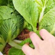 ヒメ日記 2025/11/11 10:40 投稿 ひまわり 熟女デリヘル倶楽部