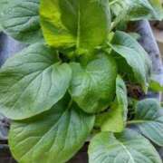 ヒメ日記 2025/11/12 07:08 投稿 ひまわり 熟女デリヘル倶楽部