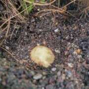 ヒメ日記 2025/11/20 08:35 投稿 ひまわり 熟女デリヘル倶楽部