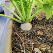 ヒメ日記 2025/11/21 10:02 投稿 ひまわり 熟女デリヘル倶楽部