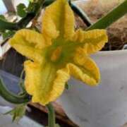 ヒメ日記 2025/11/24 15:56 投稿 ひまわり 熟女デリヘル倶楽部