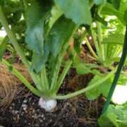 ヒメ日記 2025/11/27 10:48 投稿 ひまわり 熟女デリヘル倶楽部