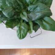 ヒメ日記 2025/11/29 13:21 投稿 ひまわり 熟女デリヘル倶楽部