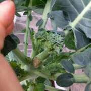 ヒメ日記 2025/12/02 08:48 投稿 ひまわり 熟女デリヘル倶楽部