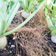 ヒメ日記 2025/12/09 11:18 投稿 ひまわり 熟女デリヘル倶楽部