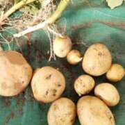 ヒメ日記 2025/12/10 09:41 投稿 ひまわり 熟女デリヘル倶楽部