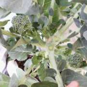 ヒメ日記 2025/12/13 09:04 投稿 ひまわり 熟女デリヘル倶楽部