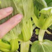 ひまわり チンゲン菜収穫サイズに 熟女デリヘル倶楽部